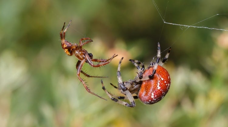 Spider Courtship 101: Flirting and “Boy Meets Girl” For Arachnids