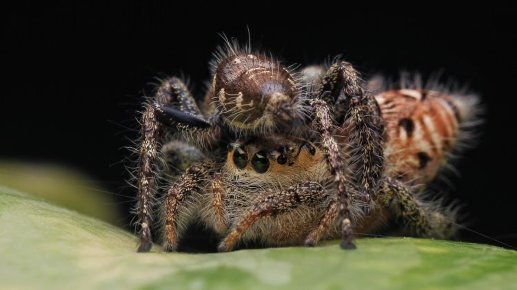 Spider Reproduction 101: Just How Do Spiders Mate?