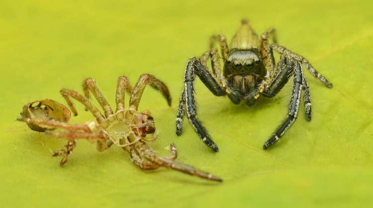 Spider Ecology: Taking A Look At Molting, Mimicry & More