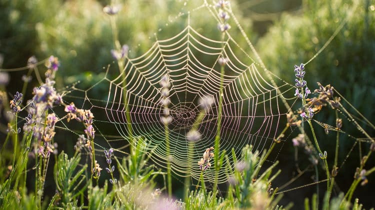 Spider Webs 101: The Evolution & Types Of This Engineering Marvel
