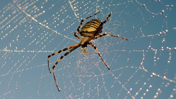 21 Spider Facts: Including The Largest & Most Venomous In The World