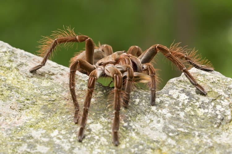 largest spider Goliath birdeater 