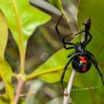 Spider Venom 101: The Different Types And Why It's Not "Poison"