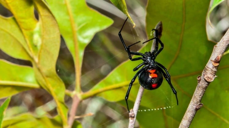 Spider Venom 101: The Different Types And Why It’s Not “Poison”