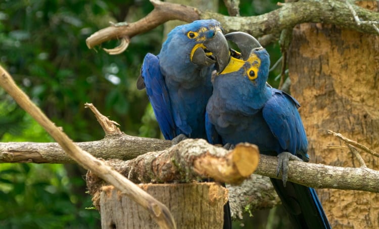 spix macaw rare