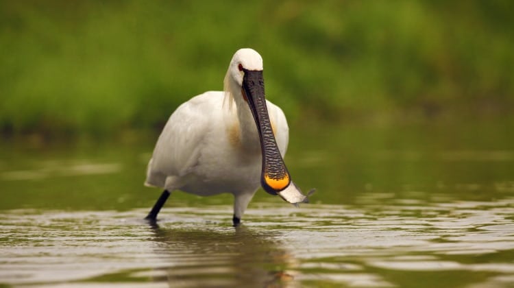Ciconiiformes: Order Of The Ibis, Spoonbill & Stork