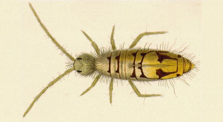 Collembola: The Deep-Cave Dwelling World of The Springtails