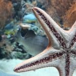Echinoderms: The Wonderous World of Starfish & Sea Urchins