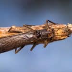 Plecoptera: The Ancient And Beautiful Order Of The Stonefly