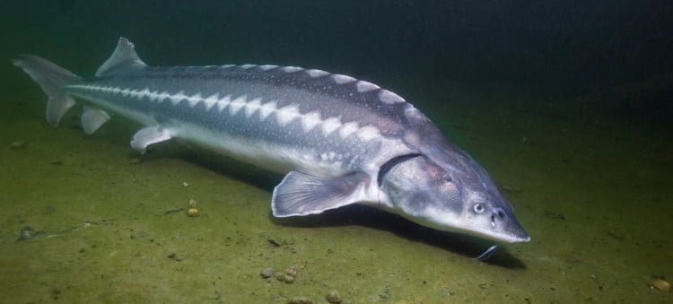 sturgeon fish cavier