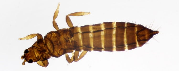 Thrips angusticeps