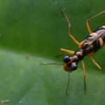Cicindelidae: Highly Guarded Family Of The Tiger Beetle