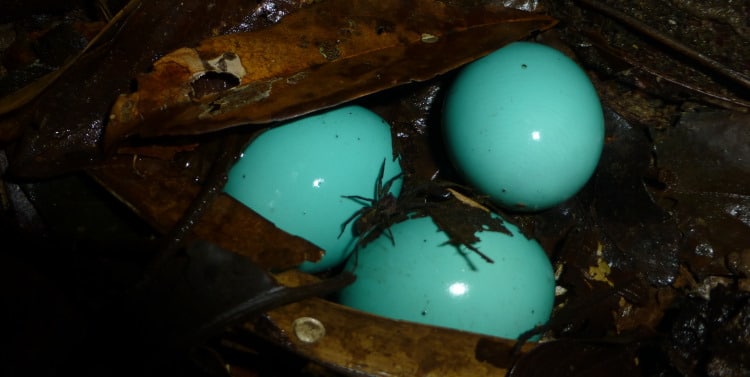 tinamou eggs
