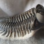 Trilobites: The Amazing Animals We Only Know From Fossils