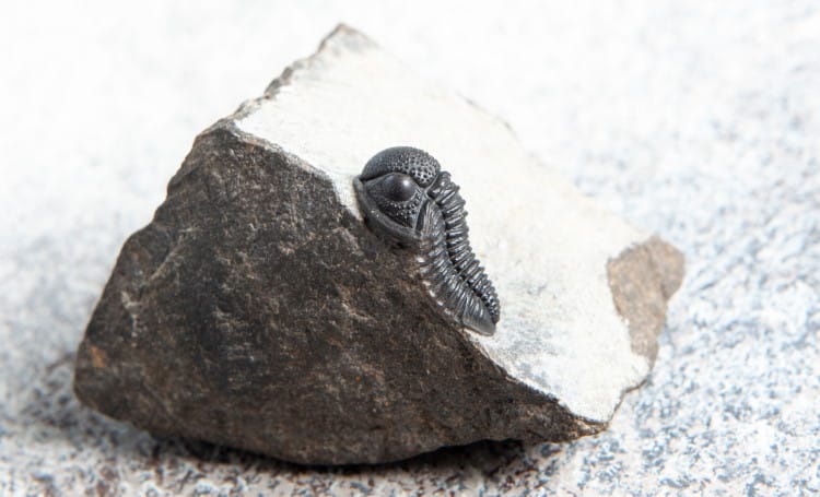 petrified trilobite fossil
