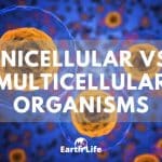 Unicellular vs. Multicellular Organisms (Prokaryotic & Eukoryotic Cells)