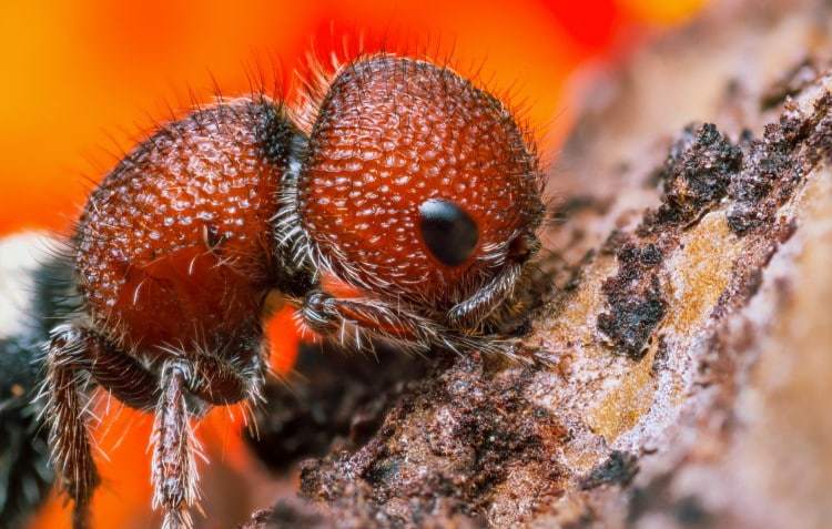 red velvet ant close up