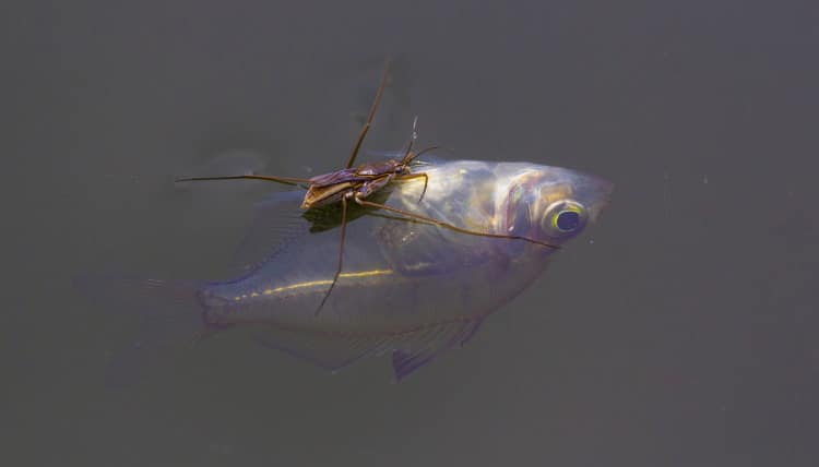 gerrid kills fish with legs apart