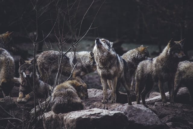 wolves howling in pack