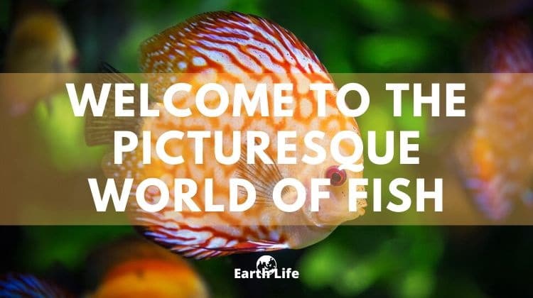 Fish Facts: The Largest, Smallest, Fastest & Dumbest In The World